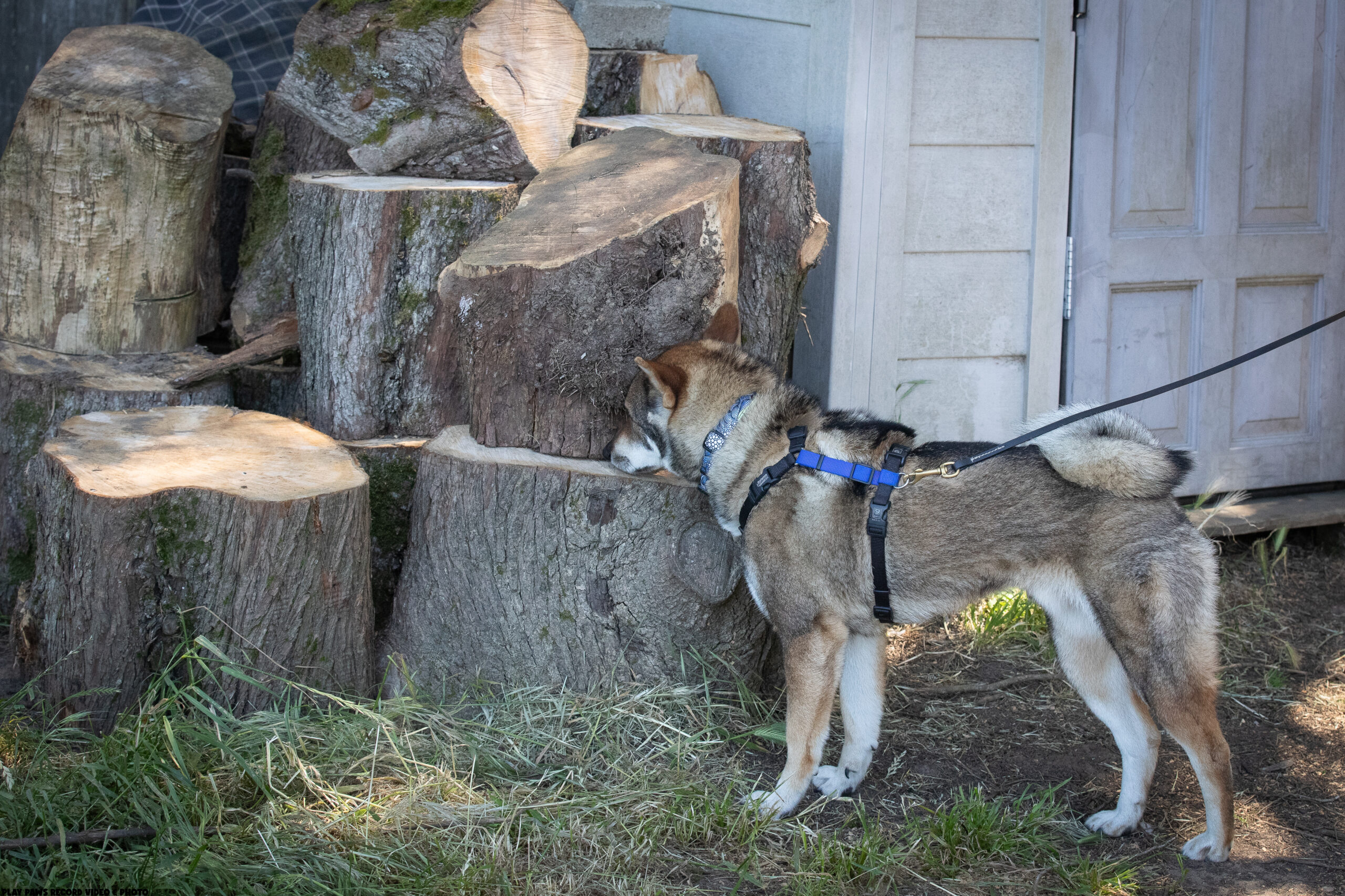 Kuma finding lost item<br />
