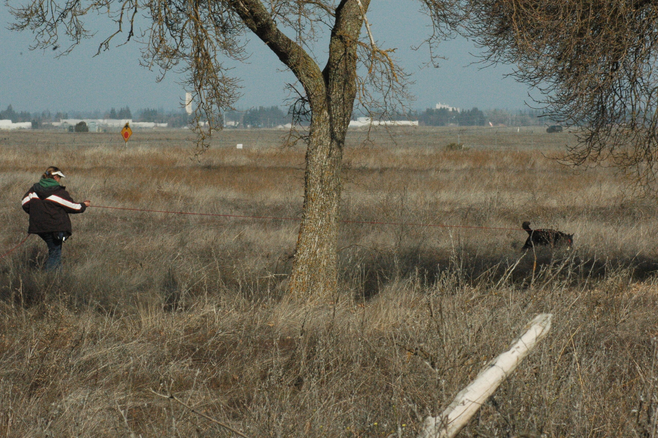 Dog and handler tracking in a field.  